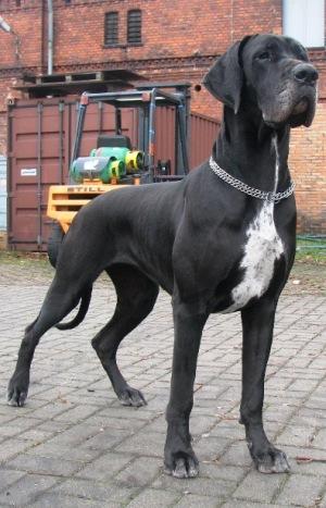 Matka Dynastie Silva Tarok Aurora Silvia Tarok