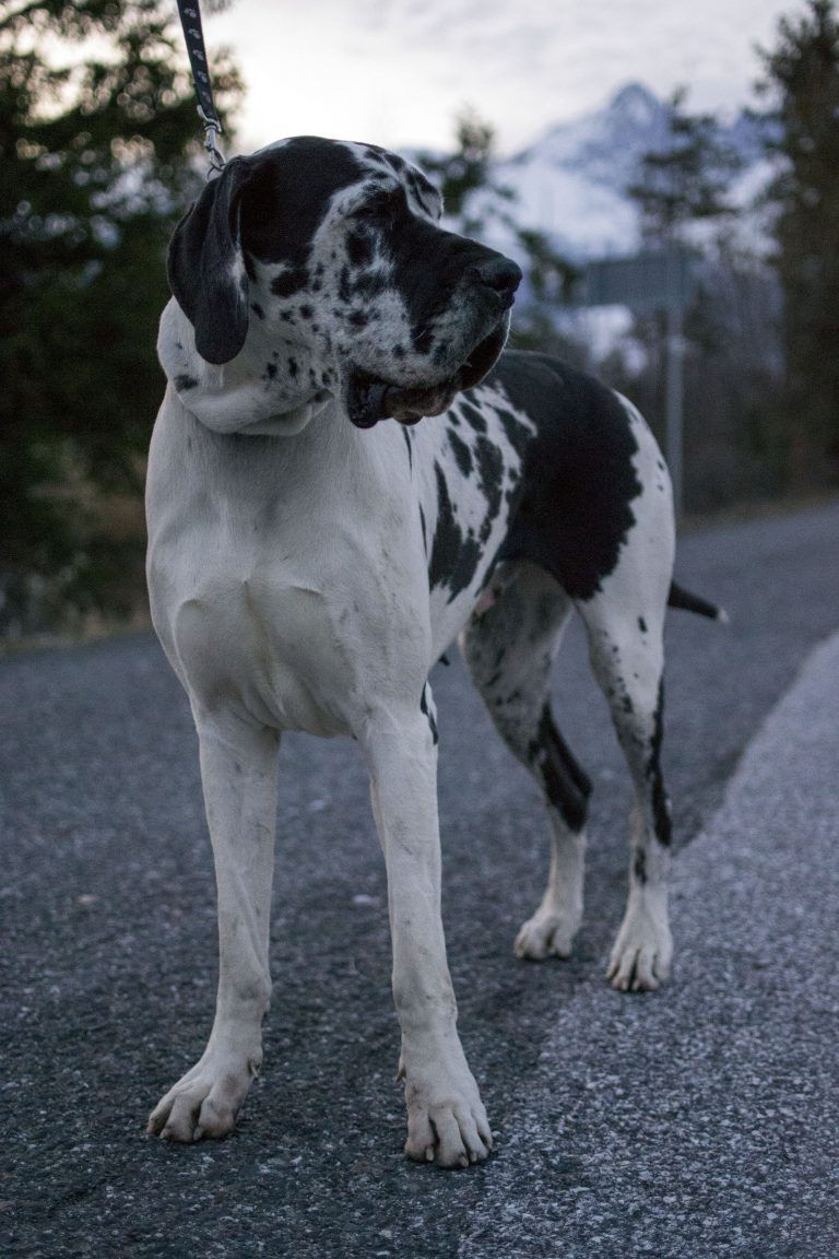 Nemecka Doga Daira z Tuliho dvora 2012 01
