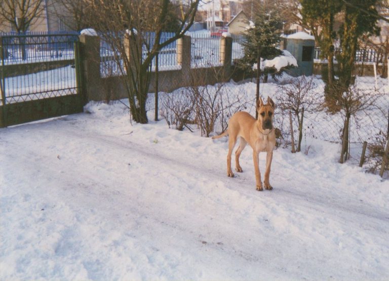 Nemecka Doga Eliz Jamaro 1996