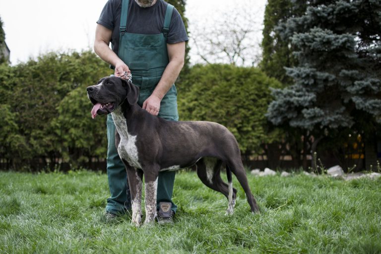 Nemecka Doga Evelyn z Tuliho dvora 2013