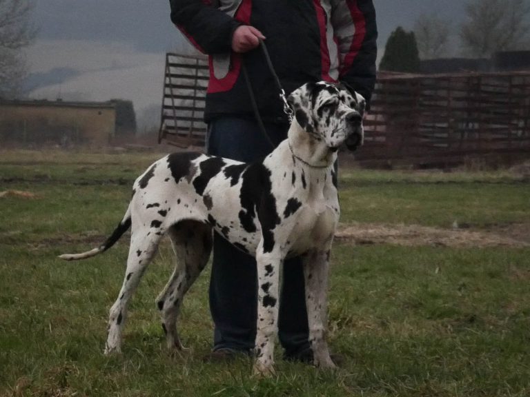 Nemecka Doga Iris z Tuliho dvora 2015