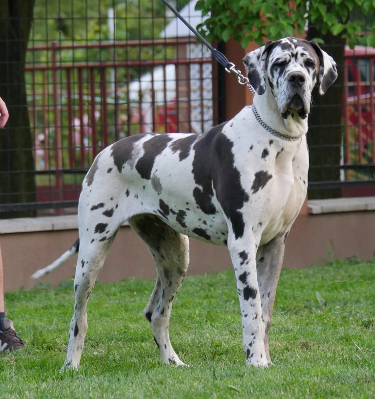 Nemecka Doga Iris z Tuliho dvora 2015