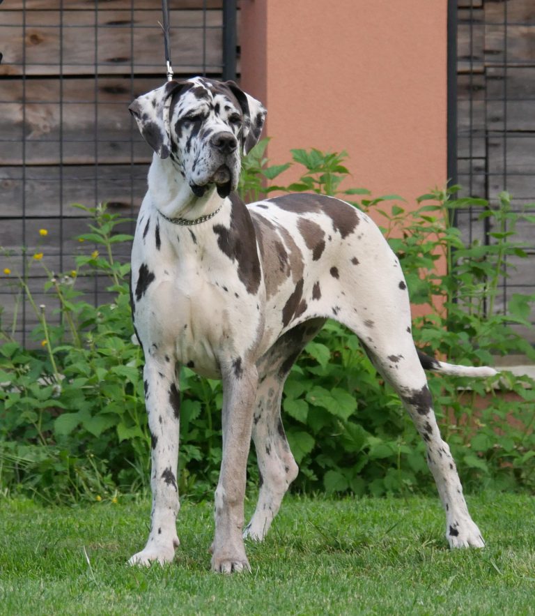 Nemecka Doga Iris z Tuliho dvora 2015