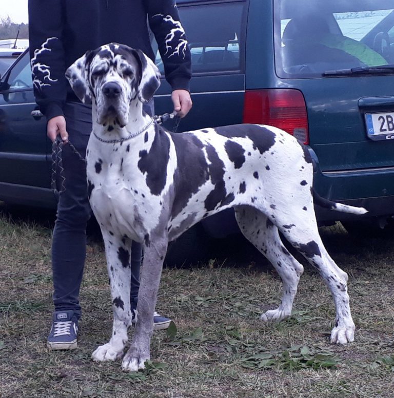 Nemecka Doga Iris z Tuliho dvora 2015