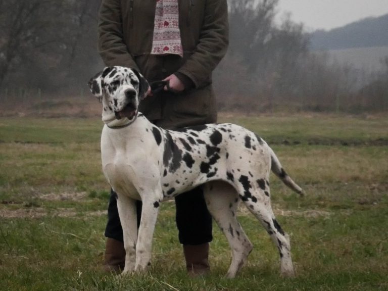 Nemecka Doga Isabel z Tuliho dvora 2015