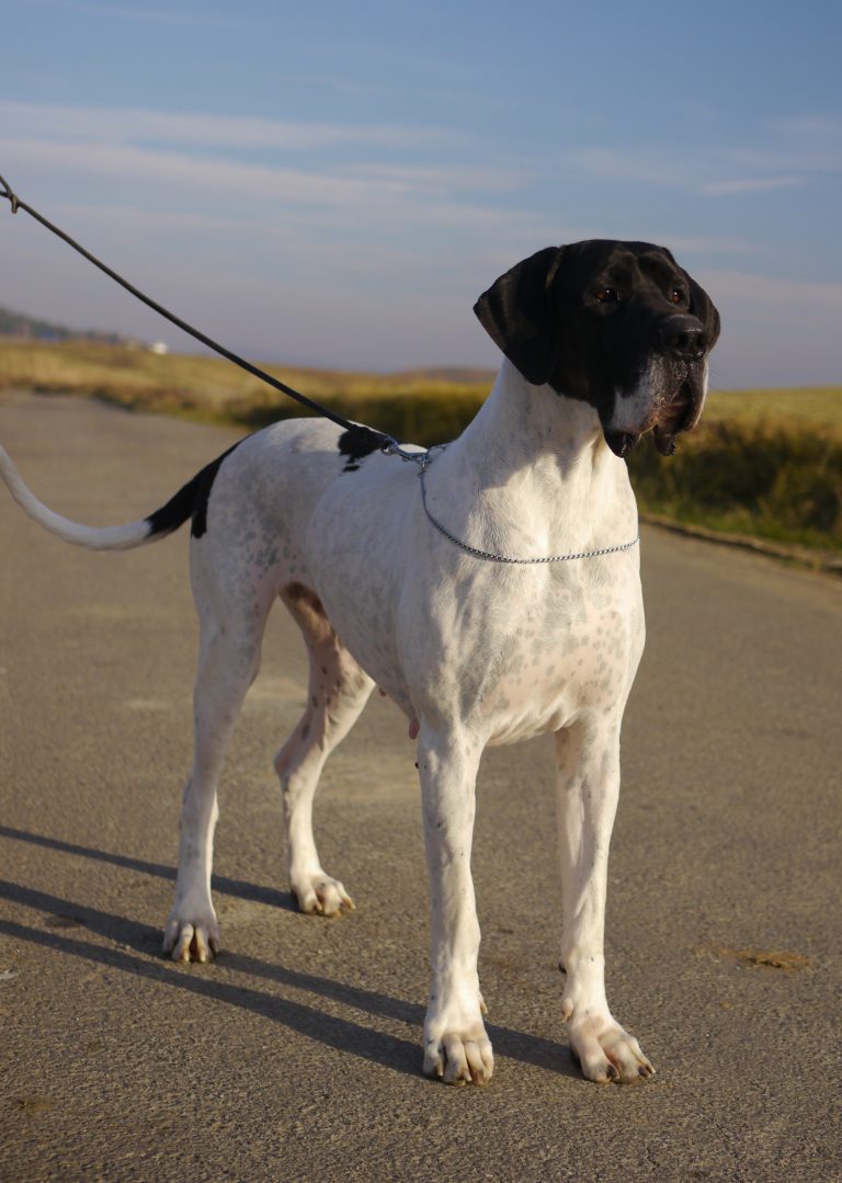 Nemecka Doga JAGGA z Tuliho dvora 2018