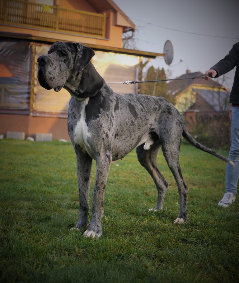 Nemecka Doga JEFFREY z Tuliho dvora 2018