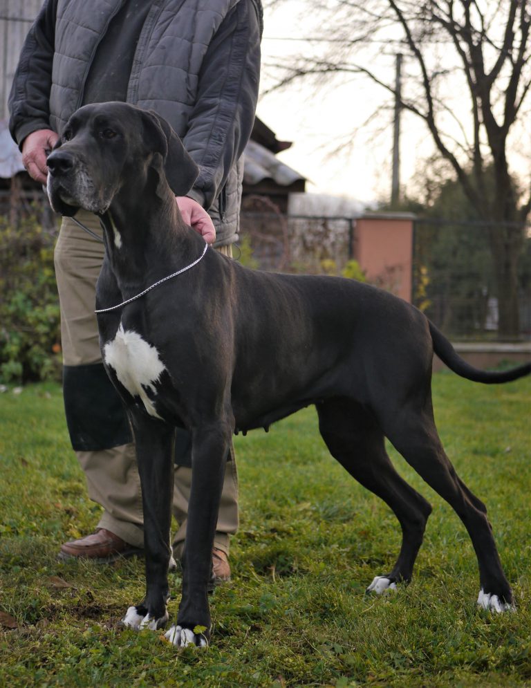 Nemecka Doga KAYLA-z Tuliho dvora 2019