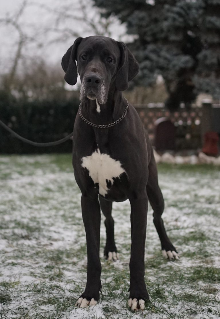 Nemecka Doga KAYLA-z Tuliho dvora 2019