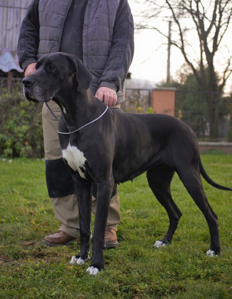 Nemecka Doga KAYLA-z Tuliho dvora 2019