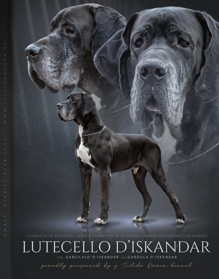 Nemecka Doga Lutecello D_Iskandar 2015