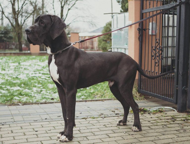 Nemecka Doga Lutecello D_Iskandar 2015