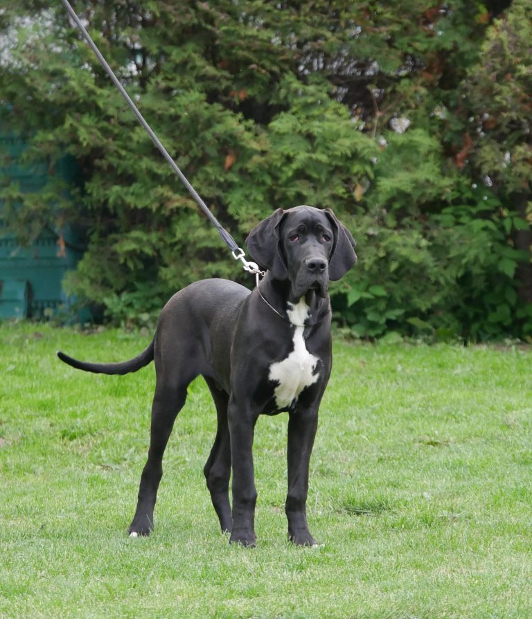 Nemecka Doga Lutecello D_Iskandar 2015