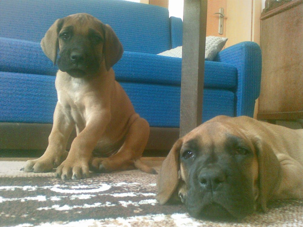 Nemecka Doga Vrh B 2009