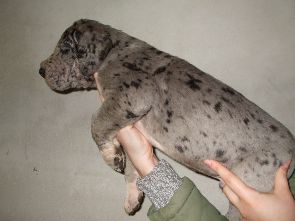 Nemecka Doga Vrh D 2012 5 tyzdnov 01