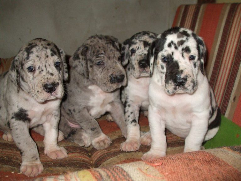 Nemecka Doga Vrh D 2012 5 tyzdnov 02