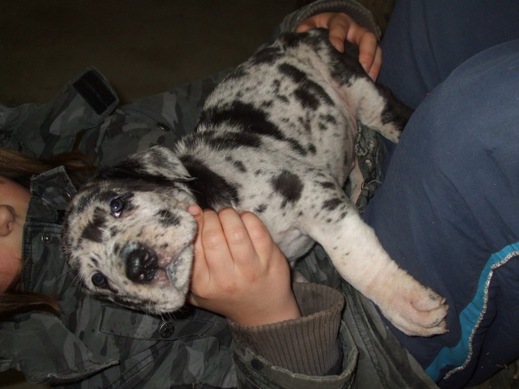 Nemecka Doga Vrh D 2012 5 tyzdnov 03