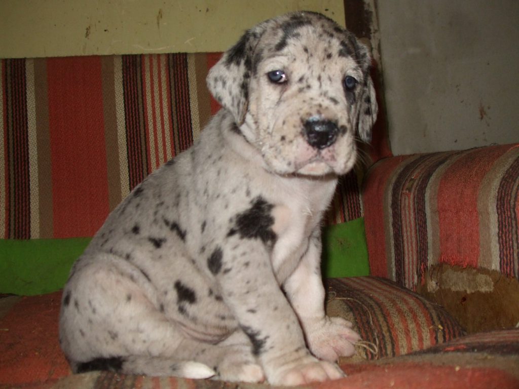 Nemecka Doga Vrh D 2012 5 tyzdnov 04