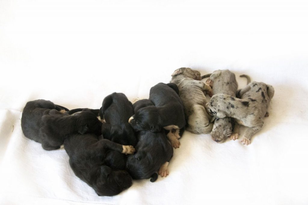 Nemecka Doga Vrh F 2013