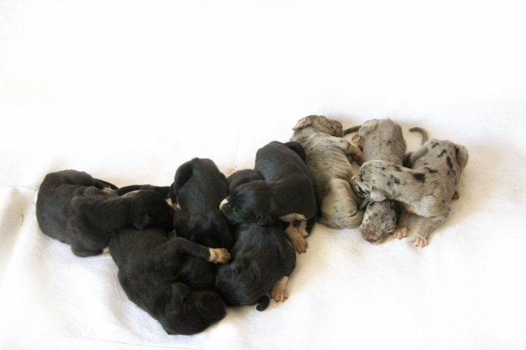 Nemecka Doga Vrh F 2013