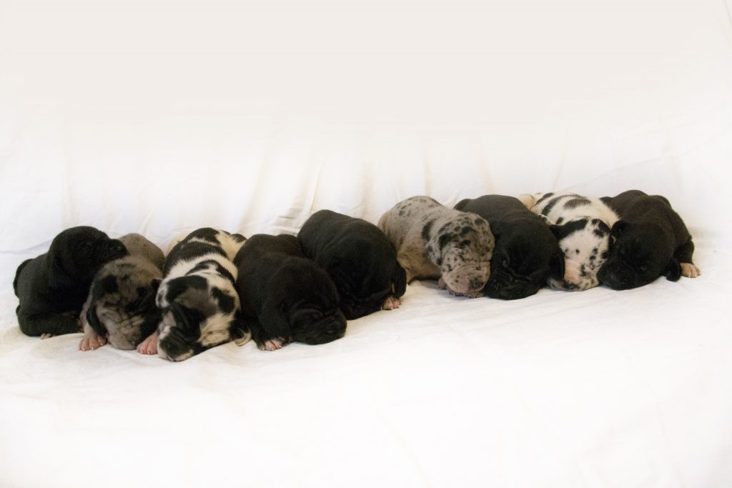 Nemecka Doga Vrh G 2013 01