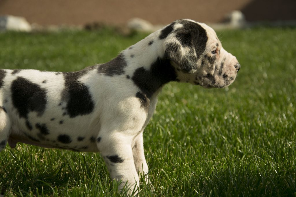 Nemecka Doga Vrh G 2013 02