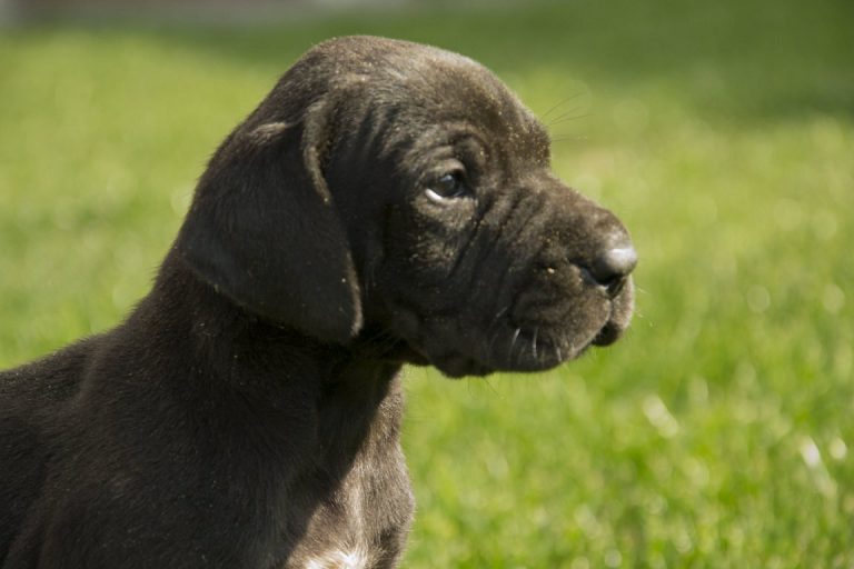 Nemecka Doga Vrh G 2013 03