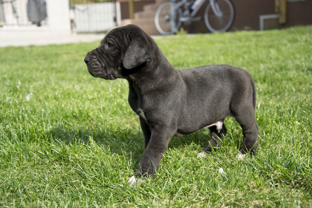 Nemecka Doga Vrh G 2013 04