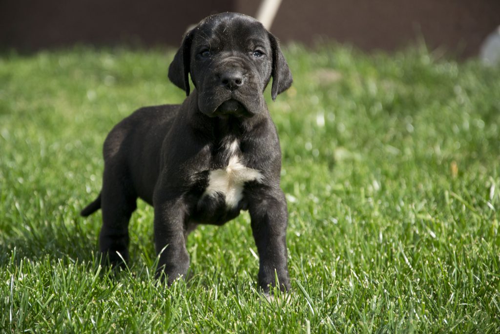 Nemecka Doga Vrh G 2013 05