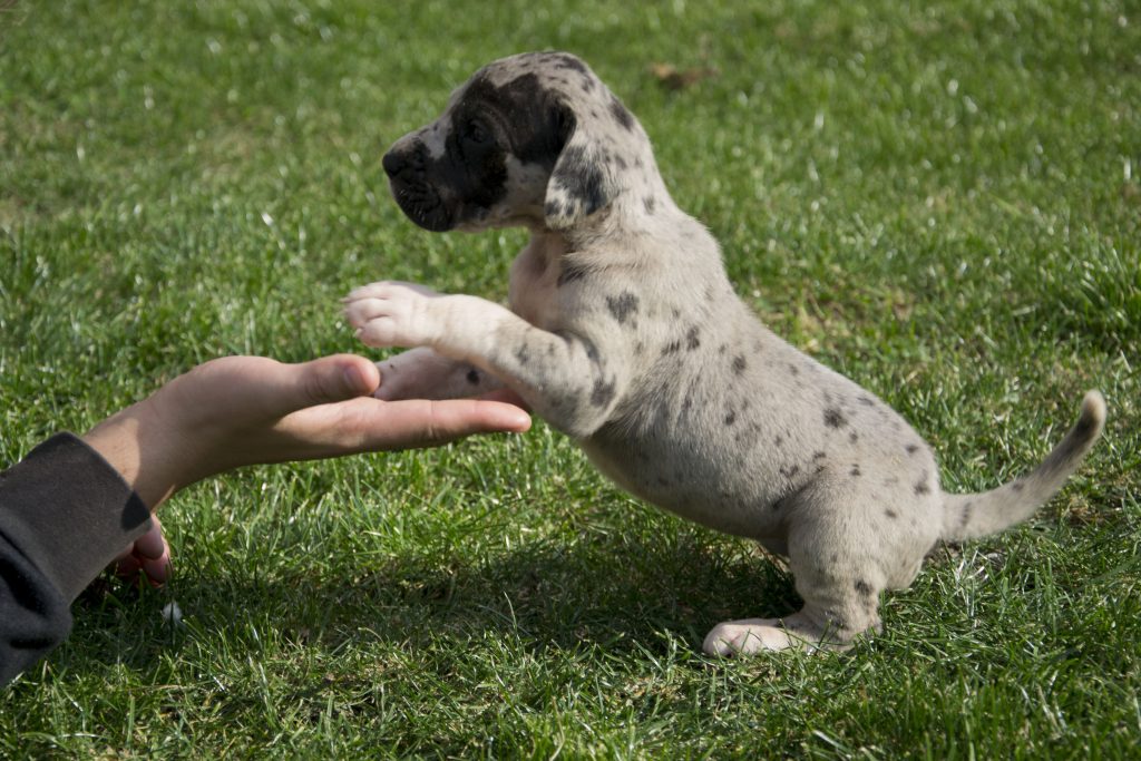 Nemecka Doga Vrh G 2013 06