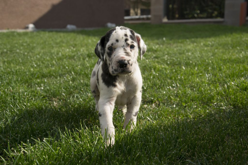 Nemecka Doga Vrh G 2013 07