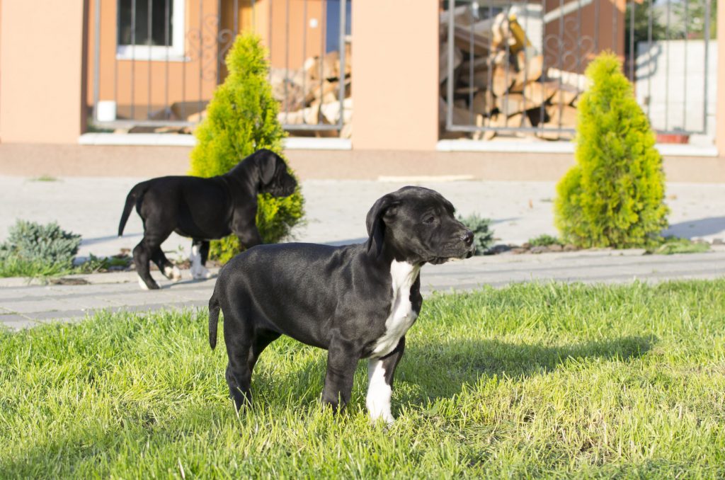 Nemecka Doga Vrh H 2014 01