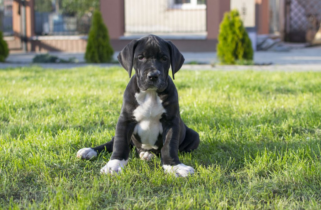 Nemecka-Doga-Vrh-H-2014-02