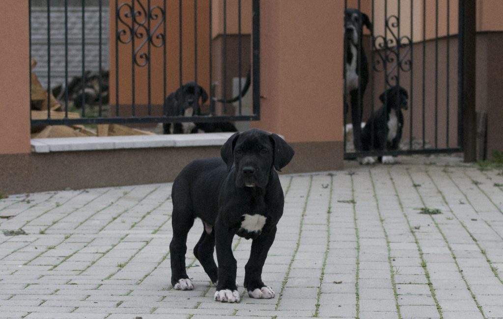 Nemecka-Doga-Vrh-H-2014-03