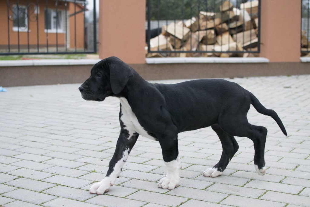 Nemecka-Doga-Vrh-H-2014-04