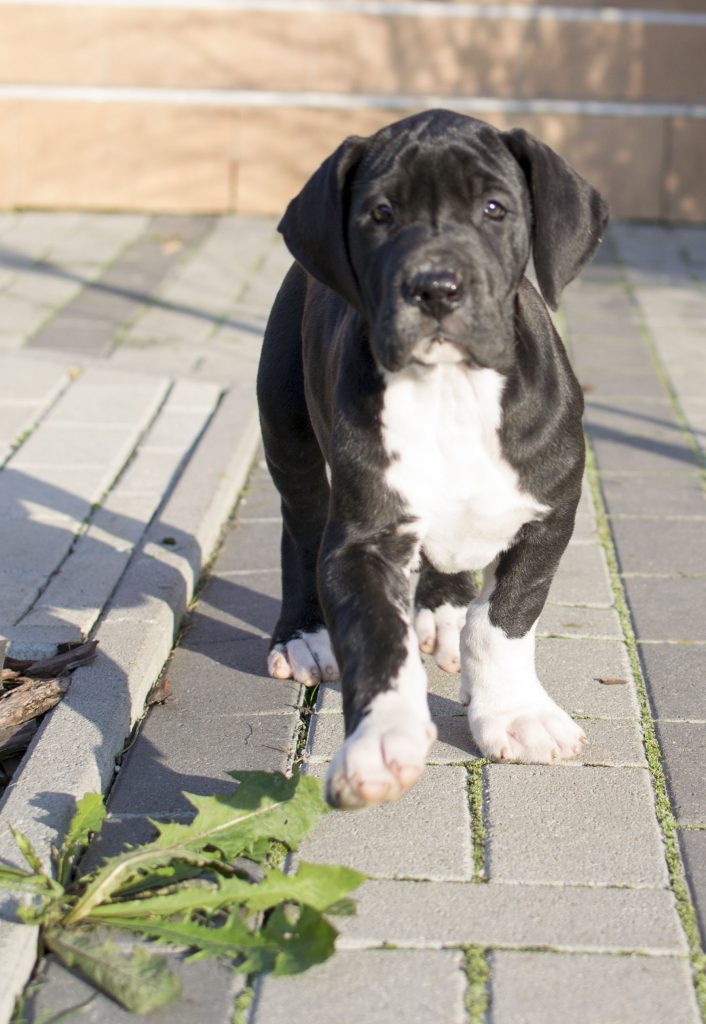 Nemecka-Doga-Vrh-H-2014-05