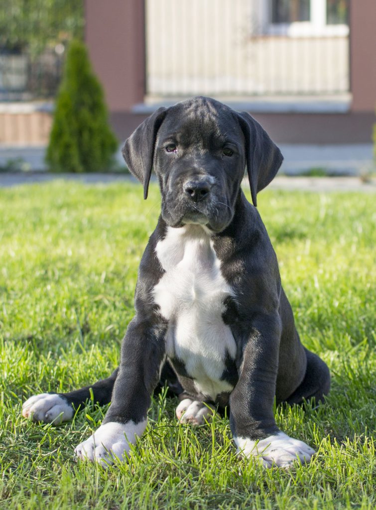 Nemecka-Doga-Vrh-H-2014-06