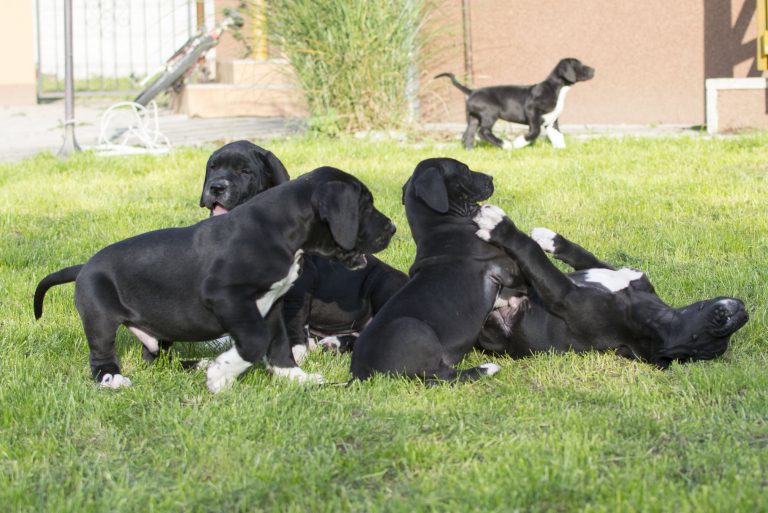 Nemecka-Doga-Vrh-H-2014-07