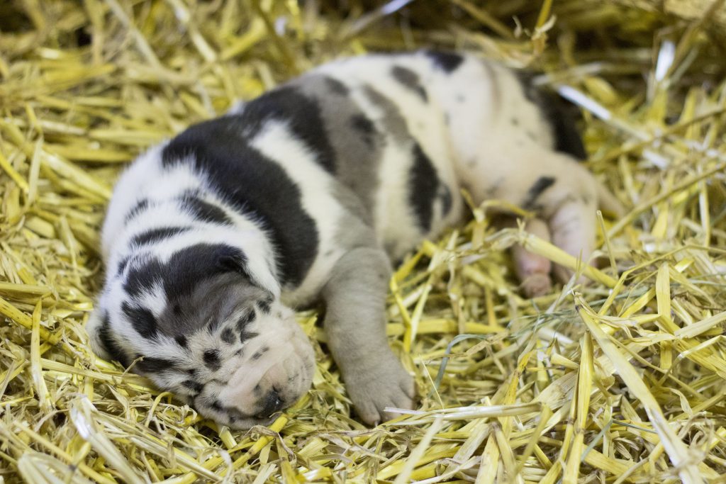 Nemecka Doga Vrh I 2015 harlekyn fena (Iris)