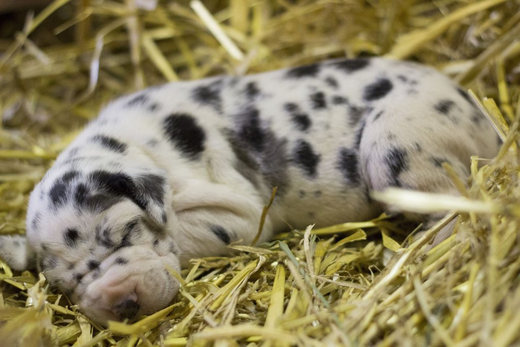 Nemecka Doga Vrh I 2015 harlekyn fena (Isabel)