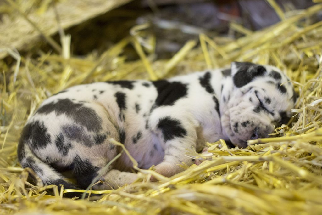 Nemecka Doga Vrh I 2015 harlekyn pes (Ivanhoe)