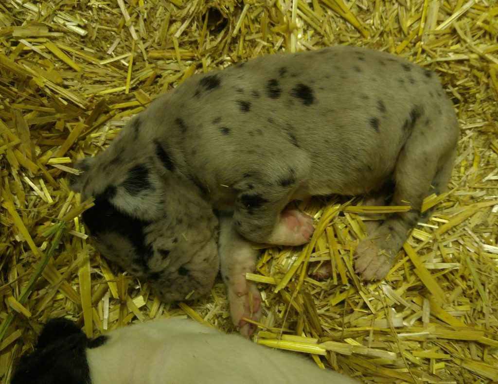 Nemecka Doga Vrh J 2018 02