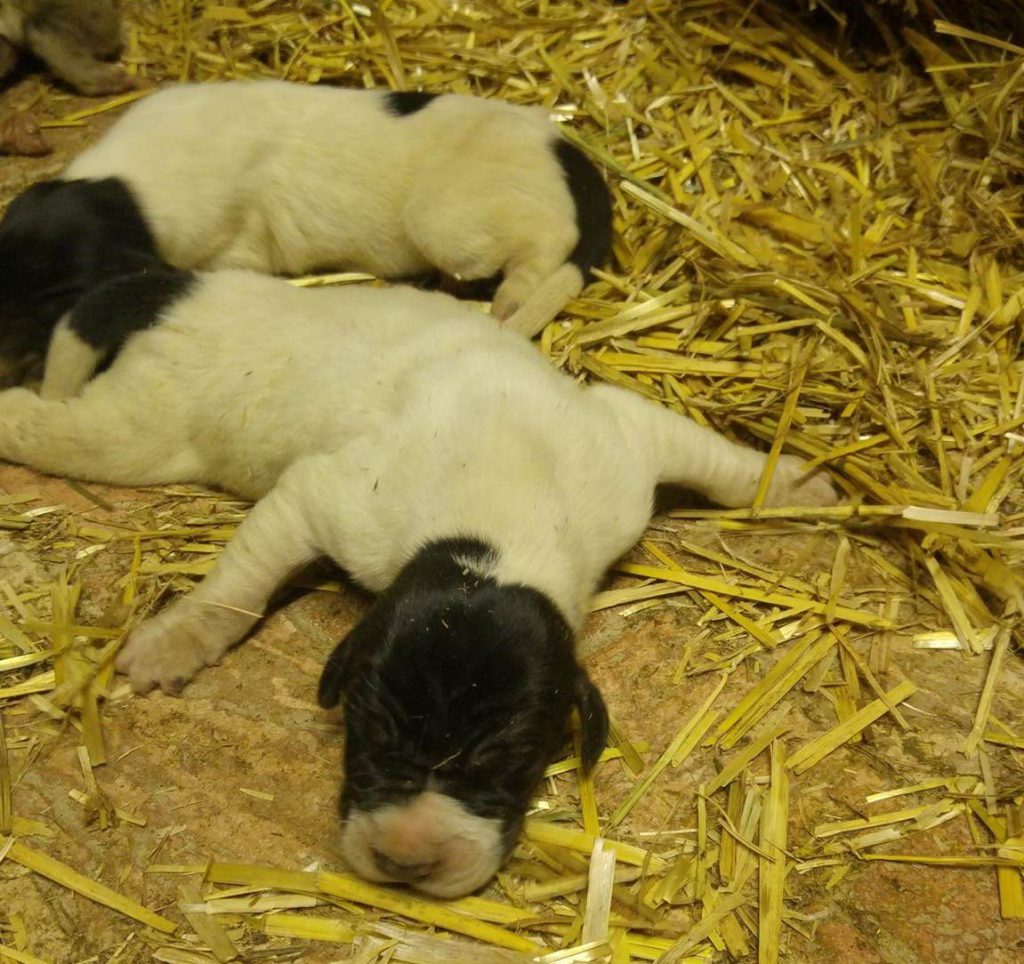 Nemecka Doga Vrh J 2018 03