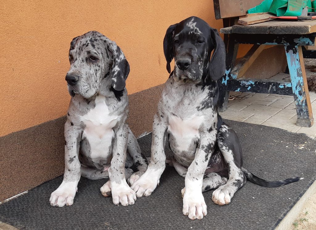 Nemecka Doga Vrh K 2019 02