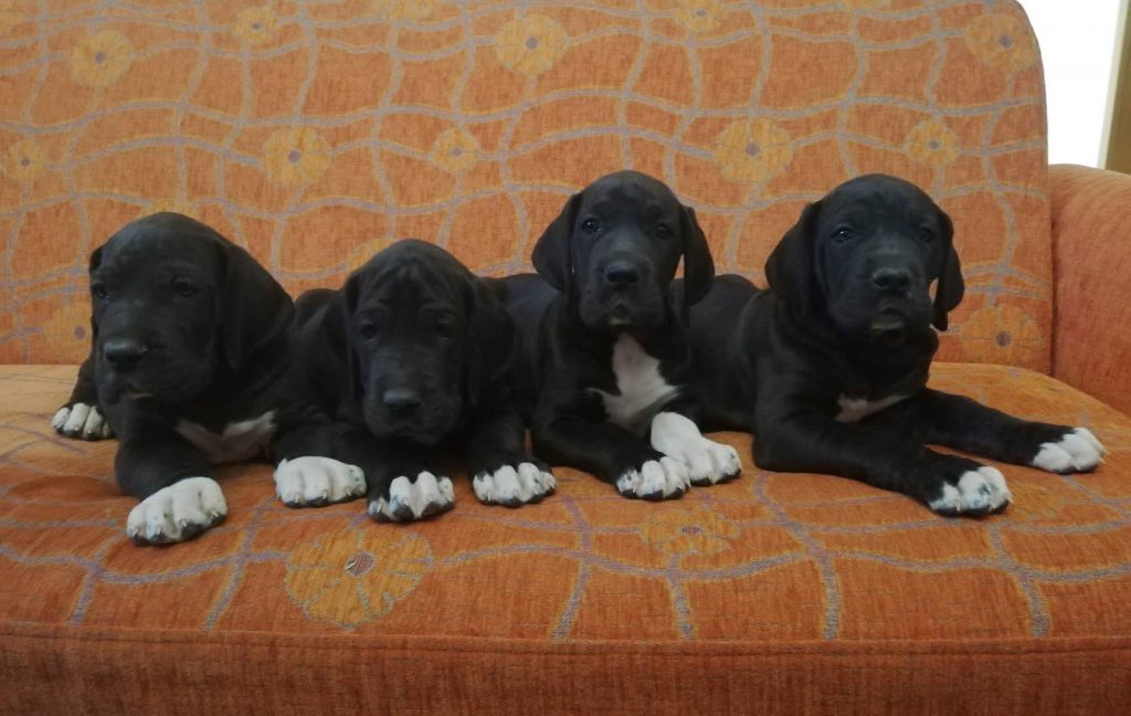 Nemecka Doga Vrh K 2019 03