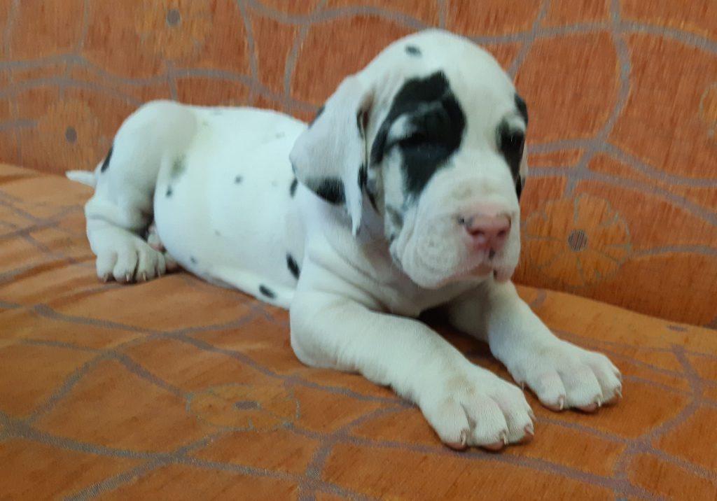 Nemecka Doga Vrh K 2019 04