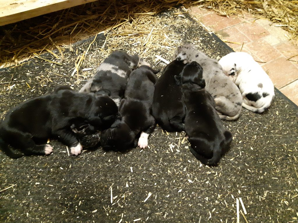 Nemecka Doga Vrh K 2019 05