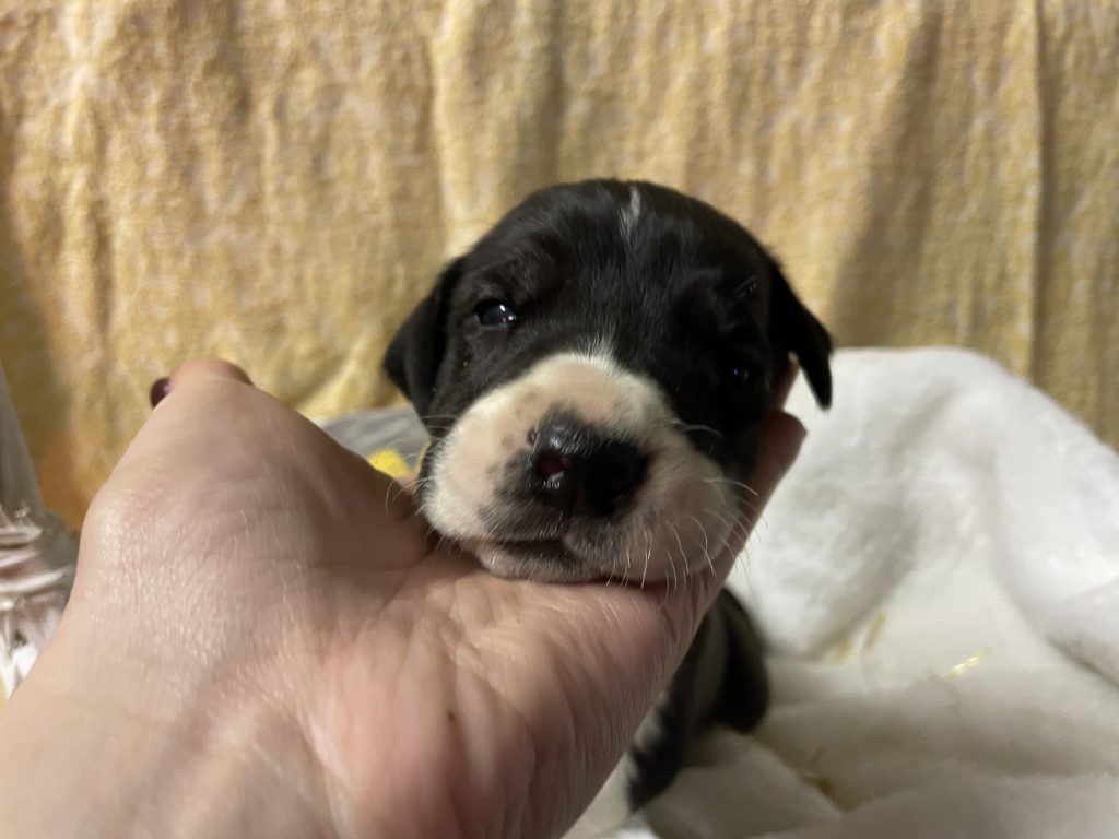 Nemecka Doga Vrh L 2021 Lara