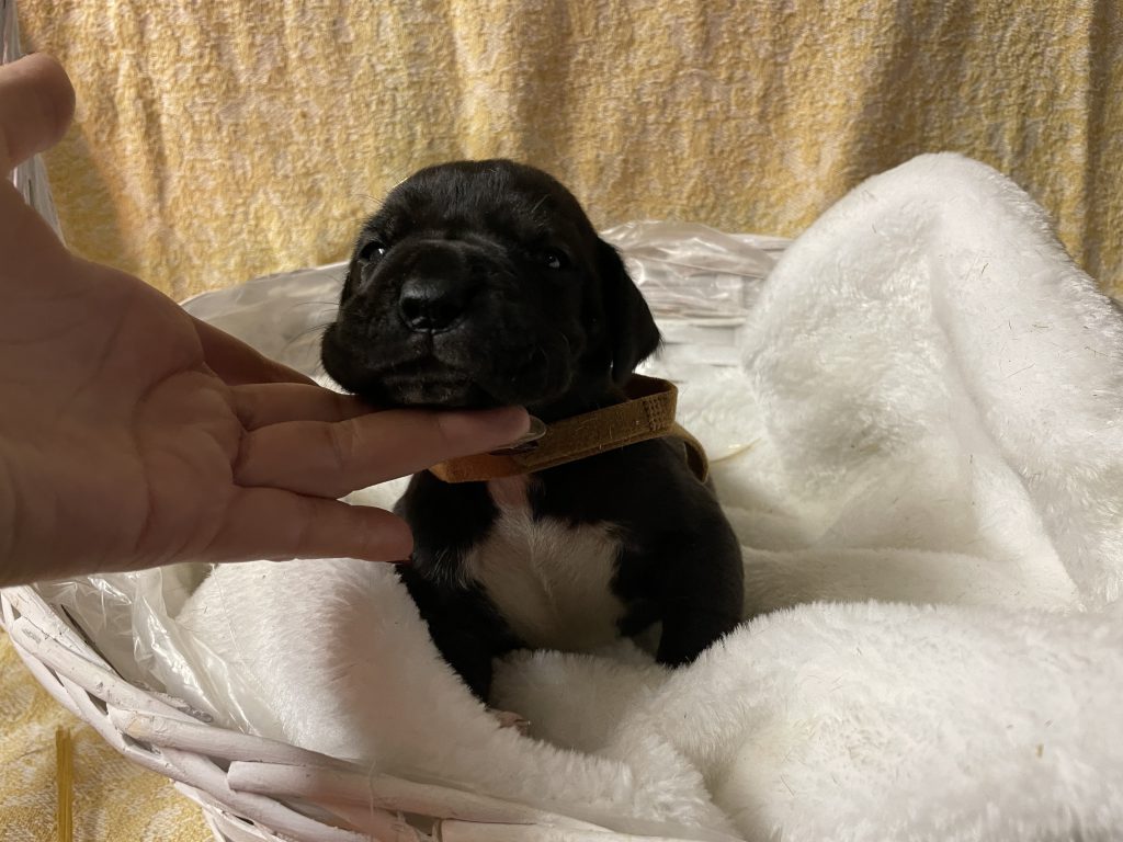 Nemecka Doga Vrh L 2021 Largo