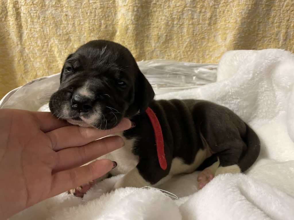 Nemecka Doga Vrh L 2021 Leona